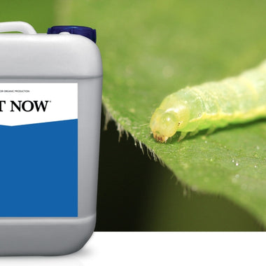 BT NOW Biological Insecticide - 1 Gallon