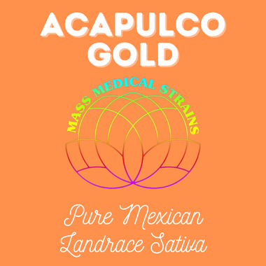 MMS Acapulco Gold (Pure Mexican Landrace Sativa) REG
