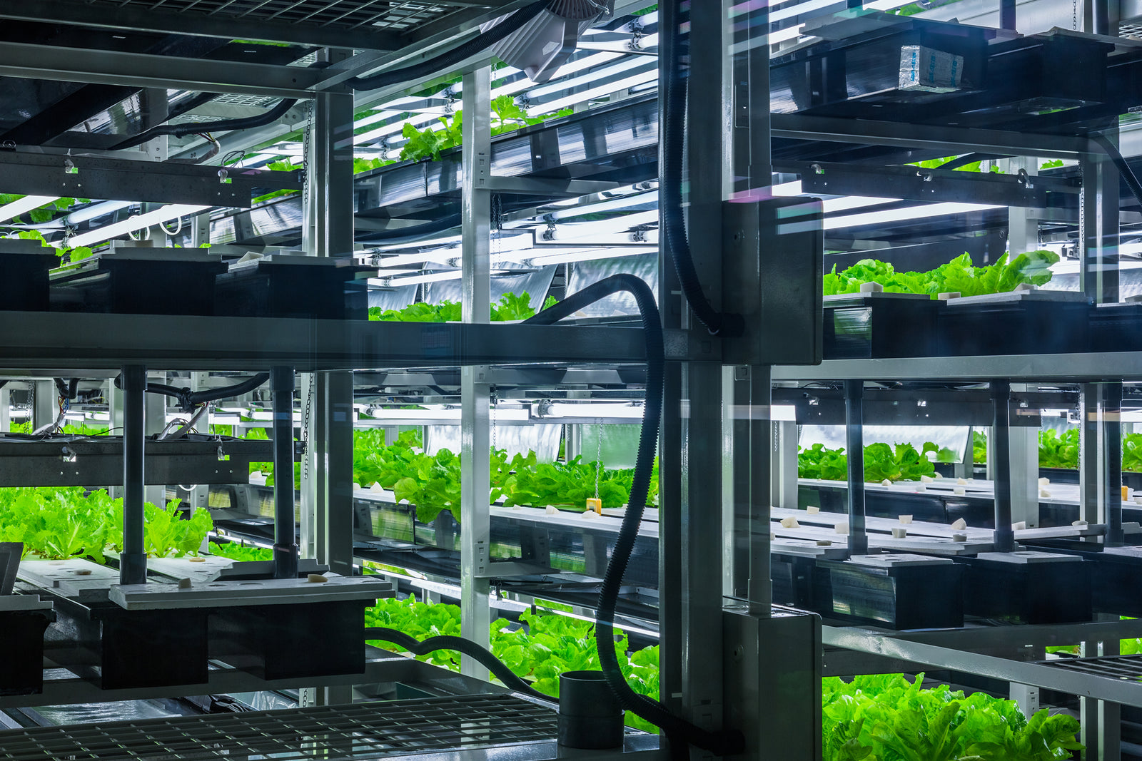 Rows of plants growing under LED lights in a commercial grow room