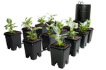 Active Aqua Grow Flow Ebb & Flow System — 12 Site, 5 Gallon