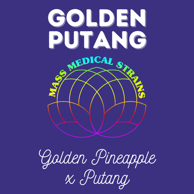 MMS Golden Putang (Golden Pineapple x Putang) FEM