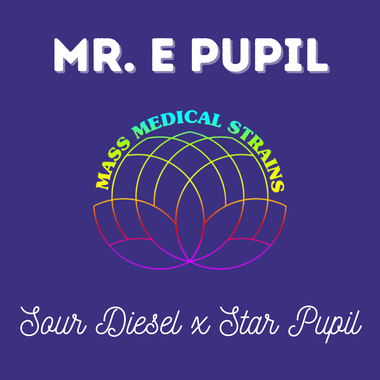 MMS Mr. E Pupil (Mr. E x Star Pupil) FEM