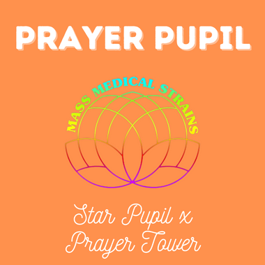MMS Prayer Pupil (Star Pupil x Prayer Tower) REG