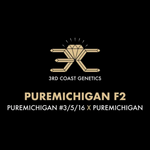 3RD COAST Pure Michigan F2 (PUREMICHIGAN #3 X PUREMICHIGAN) REG