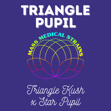 MMS Triangle Pupil (Triangle Kush x Star Pupil) FEM