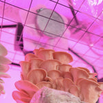 BoomRoom' FAE Fan Filters