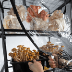BoomRoom II Automated Martha Tent Mushroom Grow System