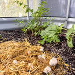 MycoSphere