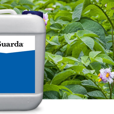 Guarda Bactericide & Fungicide - 2.5 Gallon