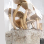 ShroomTek' + Spore Boostr All-In-One Mushroom Grow Bag