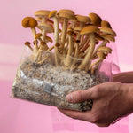 ShroomTek' + Spore Boostr All-In-One Mushroom Grow Bag